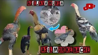 aseel Java murga🐓Asil murge ki chicks🐥#aseelmurga #asilmurga #aseelmurga 