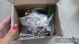 Новая орхидея! Фаленопсис wilsonii!)))