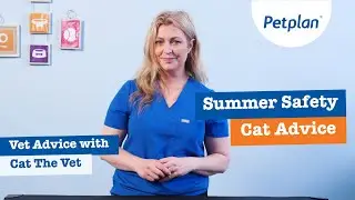 Keeping your cat safe in the summer - Petplan & Cat The Vet