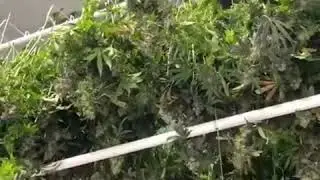 Overhead Cannabis Drying Racks That Save Space