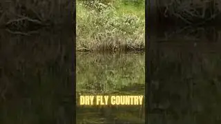 BIG trout takes mayfly #16 after perfect cast
