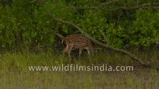 Spotted Deer or Chital forages in Sundarbans mangrove forest in West Bengal