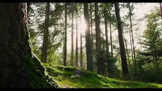 Relaxing Sleep Music for Meditation & 🌿 Stop Overthinking