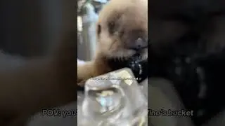POV: Sea Otter Treats
