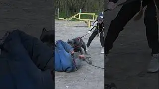 🛡Cane Corso saves a girl from an attack by an intruder. #GUARDODESSA Training bodyguard dogs. Odessa