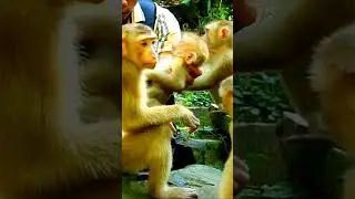 Cleaning baby monkey#175