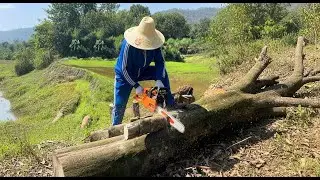 Renovating an Old Countryside House | 2 Days of Hard Work Cutting a Large Tree by the Ancestral Home