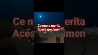 Ce nume sa-i pun?😂😂😂 #shorts #funny #vr