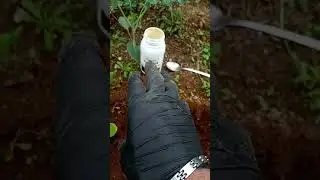 MICORRIZE....COME E DOVE USARLE......???🤠🤠