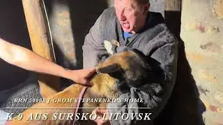 Training Politiehond BRN 50005 J-Grom Stepanenko&rsquo;s HomeThe dog in the video is 22 months old