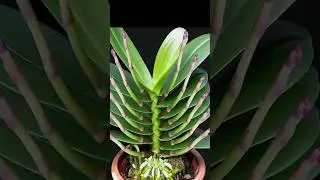 Just use this medicine once, the orchids in the garden will bloom 100 times more #shortvideo