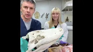 Random Act of Anatomy - extracting the shoe eaten by an alligator