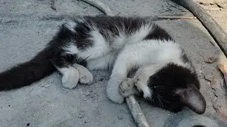 Saved a Sick Kitten From Dying Found Alone in a Parking Lot 🐱 | Animal Rescue Story