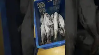 Stok Ikan Tenggiri 3up Super di Cold Storage September 28, 2023 #ikantenggiri