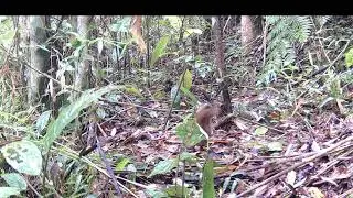 animais raros numa pequena reserva