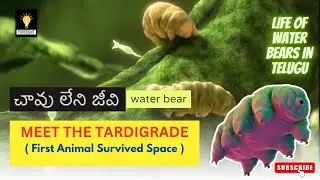 Why water bears are the Toughest Creatures on Earth in Telugu |Facts About Tardigrades #telugufacts