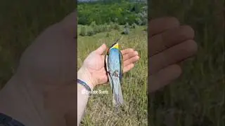 ЗОЛОТИСТАЯ ЩУРКА 🐦🐦🐦 обзор мегаХИТ 🤘🏻🤘🏻🤘🏻
