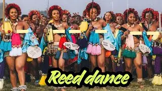African Culture: The Zulu Reed Dance Explained