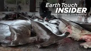 Shark Finning vs Shark Fishing