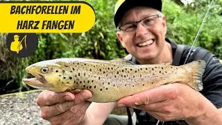 Bachforellen im Harz fangen