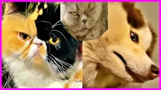 GATOS e CACHORROS FOFOS COLETÂNEAS #1