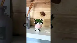 Small and quality pots for succulents CZ Grain