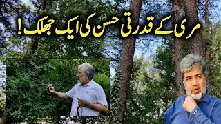 Glimpse of a beautiful forest in Murree | Ansar Abbasi