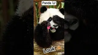 Adorable & Funny Animals Compilation 🐾 | ZooZoom Shorts