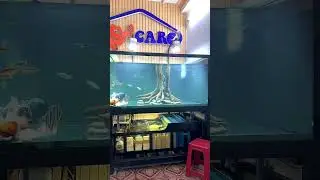 Decor Goldfish Tank #goldfish #ranchu #goldfishcare