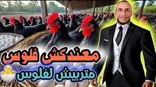 💥نصيحة مهمة🚫قد تكون سبب نجاحك🏅لكل واحد باغي يبدا أو كفكر في تربية الدجاج او الماشية