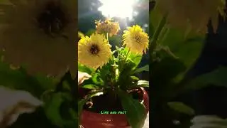 Gerbera Flower|#BeautifulFlower#sun#life#lifeandfacts#nature#plants#reels #shorts#loveflowers#viral