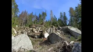 Neue Bäume braucht der Berg - Borkenkäferbekämpfung