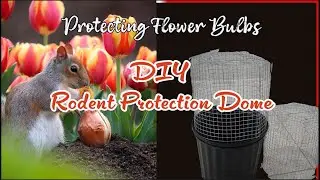 DIY Rodent Barrier Dome | Planting spring bulbs