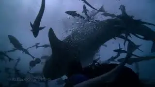 Diving with Aqua Trek | Tiger Shark Feeds