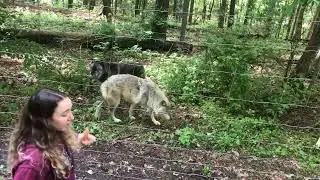 The Wolves of Penn's Cave