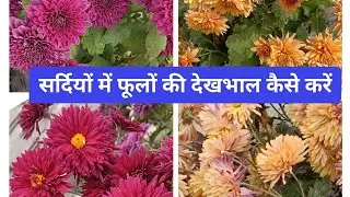 🥳Hey Gardner chaliye🌼 आज मैं आपको अपना प्लांट दिखाऊंगी तो आपको वीडियो पसंद आएगा, लाइक और सब्सक्राइब 