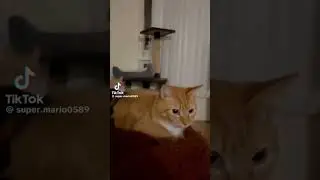 Da Boing Boing Trak Cat MEME