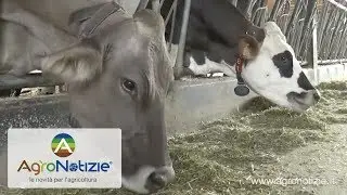Stalla tutta automatica? Non esistono contro