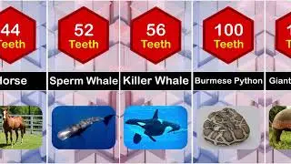 Which Animal Has 750k Teeth? 😱 