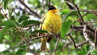 Johannesburg garden birds with calls 3
