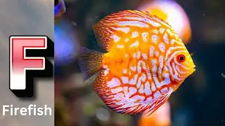 ABC phonics animals | ABC Sea Animals song | English and Animals for Kids | Alphabets# boxjellyfish
