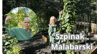Szpinak Malabarski - jak smakuje? jak uprawiać w Warzywniku? porównanie stanowisk?