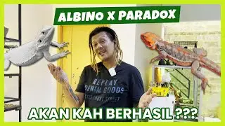 PROJECT ALBINO PARADOX BEARDED DRAGON