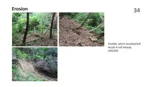 ZwoF doc no229   Biotope Cork Oak Forest