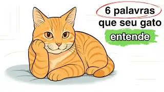 6 palavras que o seu gato REALMENTE entende!
