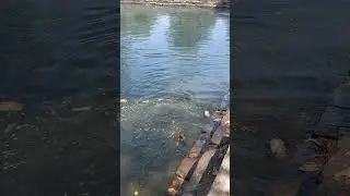 Monkeys enjoy Bathing