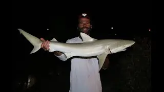 Catch and Cook Blacknose Shark!!! Surf Fishing