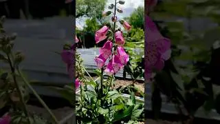 Our 2025 pollinator garden & one cute old cat. #garden #pollinators #pollinatorgarden #flowers