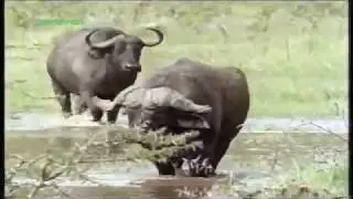 Cape buffalo vs hippo Dangerous fight