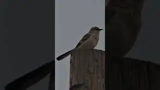Northern Mockingbird - Seestar S50 - Video by Jeannie - 27 March 2025